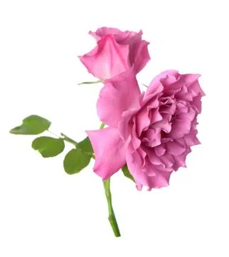 Single rose Stock Photos