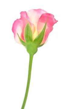 Single rose Stock Photos
