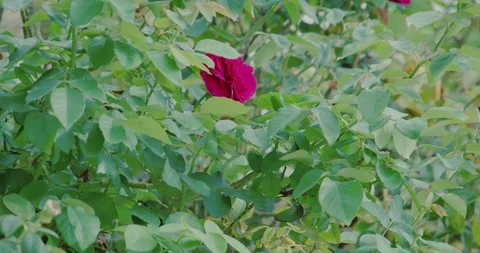 Single rose with raindrops in a garden Stock Footage 101121344