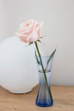 Single rose in vase Stock Photos