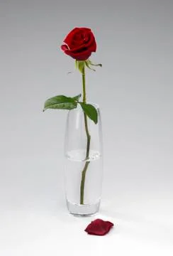 Single rose in vase Foto stock