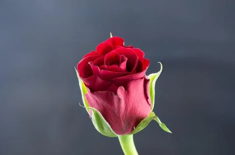Single Rose viewed from the Side Stock Photos