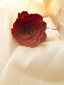 Single rose wallpaper features a minimalist and elegant Stock Photos