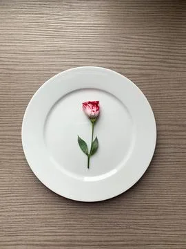 Single rose on the white plate Stock Photos