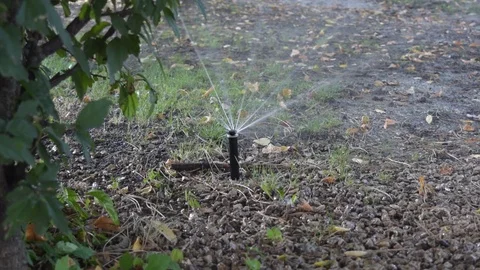 Single rotating water sprinkler Stock Footage 95123669