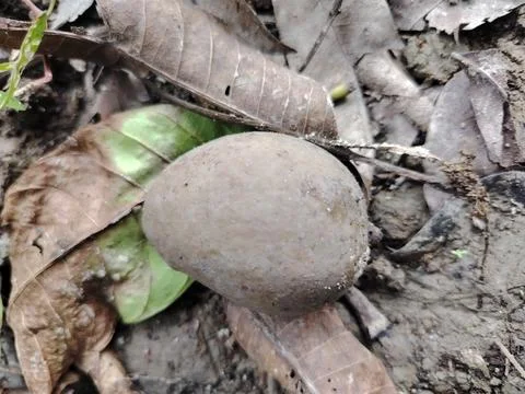 A single round earthy brown object lies on the forest floor surrounded by d.. 스톡 사진