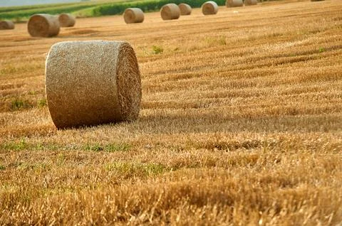 Single round hay bale in the foreground of a vast harvested agricultural fiel Stock Photos