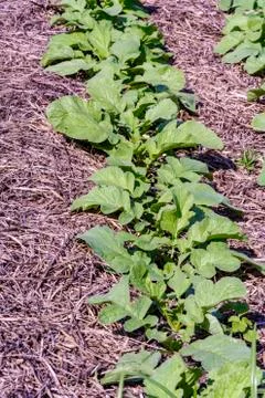 Single row of arugula in the garden Stock Photos