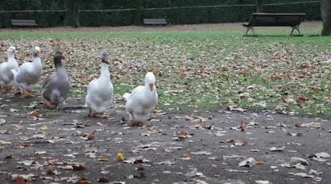 Single row of ducks Stock Footage 21856661