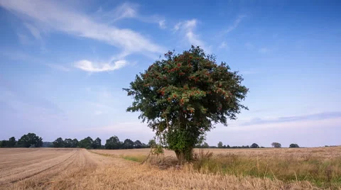 Single rowan tree on stubble field. 動画素材 58744176