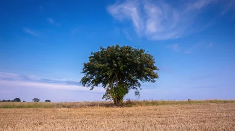 Single rowan tree on stubble field. Stock Footage 58744249