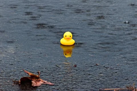 Single Rubber Duck in Puddle Stock Photos