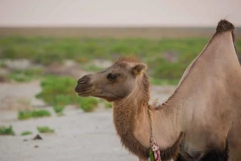 A single ruminant with one or two fat humps Stock Photos