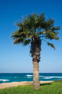 Single sabal palm tree on the background of blue sky and wavy sea. Stock Photos