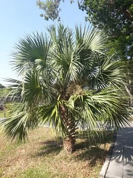 Single sabal palm tree Foto stock
