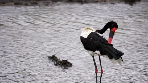 Single saddle-billed stork preening in the Timbavati River Stock Footage 191813166