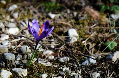 Single Saffron crocus Stock Photos