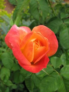 Single salmon rose Stock Photos