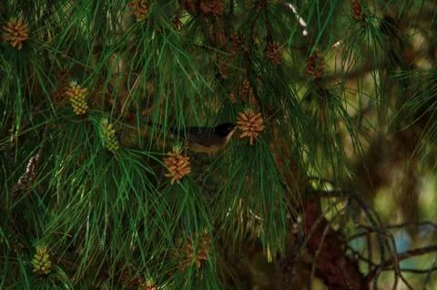 A single Sardinian warbler (Sylvia melanocephala) in a pine forest. Stock Photos