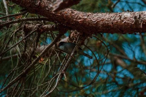 A single Sardinian warbler (Sylvia melanocephala) in a pine forest. Stock Photos