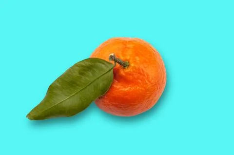 Single Satsuma fruit clipping path turquoise blue background Stock Photos