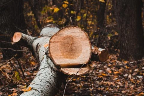 Single Sawn tree lying, close up. Foto stock