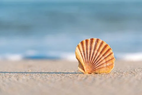 Single scallop seashell resting on sandy beach surface 写真素材