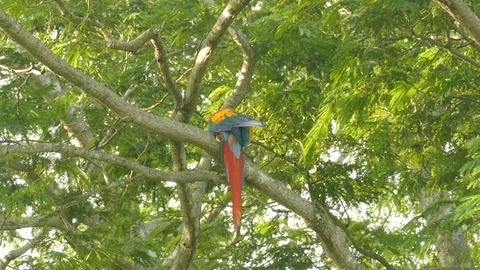 Single Scarlet Macaw parrot seen from underneath while grooming - 24fps 1080p Stock-Footage 104124232