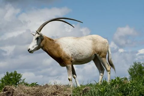 A single Scimitar Oryx. Stock Photos