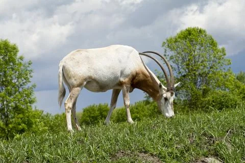 A single Scimitar Oryx. Stock Photos