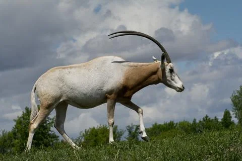 A single Scimitir Oryx. Stock Photos