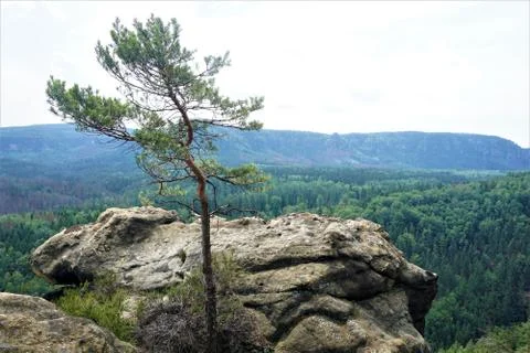 A single Scots pine on the viewpoint of the Kanzel mountain in Saxon Switzerl Stock Photos