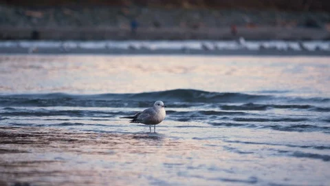 Single sea gull standing on beach as others fly overhead and walk by Stock Footage 128407880
