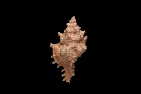 Single sea shell isolated on black background. Close-up. Stock Photos