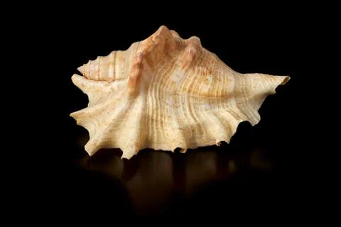 Single sea shell isolated on black background. Close-up. Stock Photos