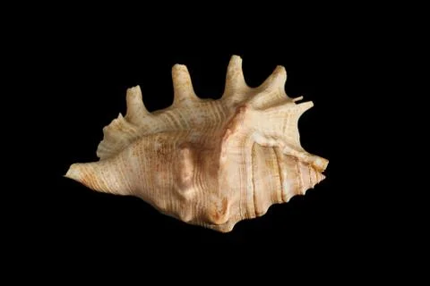 Single sea shell isolated on black background. Close-up. Stock Photos