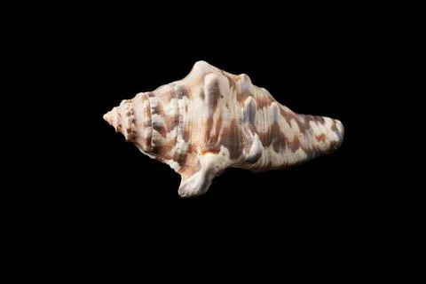 Single sea shell isolated on black background. Close-up. Stock Photos
