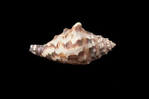 Single sea shell isolated on black background. Close-up. Stock Photos