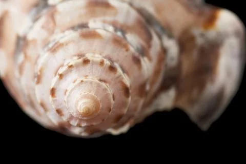 Single sea shell isolated on black background. Close-up. Stock Photos