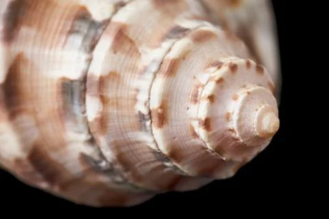 Single sea shell isolated on black background. Close-up. Stock Photos
