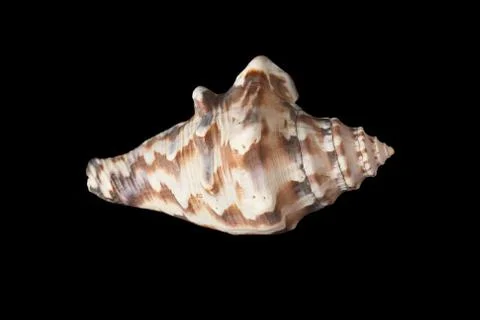 Single sea shell isolated on black background. Close-up. Stock Photos