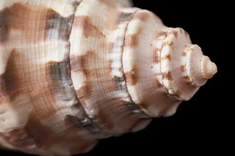 Single sea shell isolated on black background. Close-up. Stock Photos