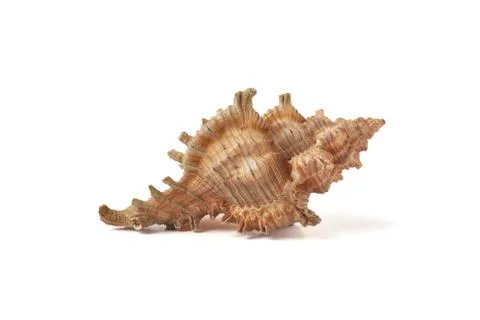 Single sea shell isolated on white background. Close-up. Stock Photos