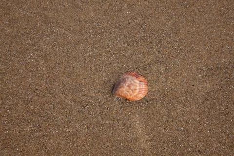 Single sea shell Stock Photos