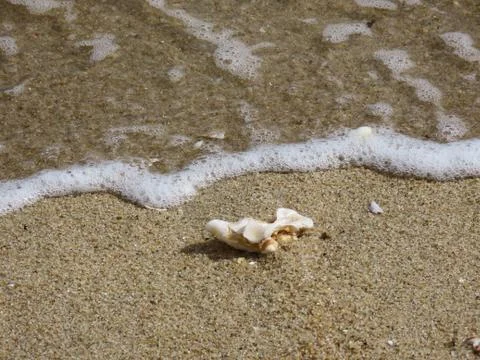 Single sea shell Stock Photos