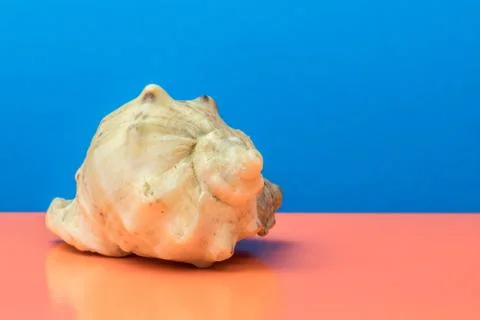 Single sea shell Stock Photos