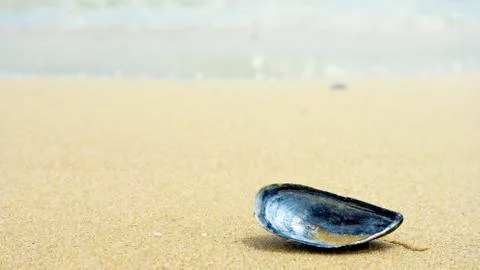 Single sea shell on sand. Backgraund sand. Stock Photos