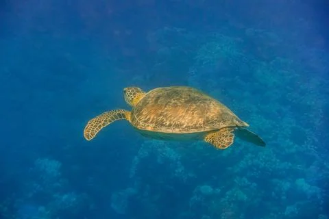 Single sea turtle hovering in the red sea Stock Photos