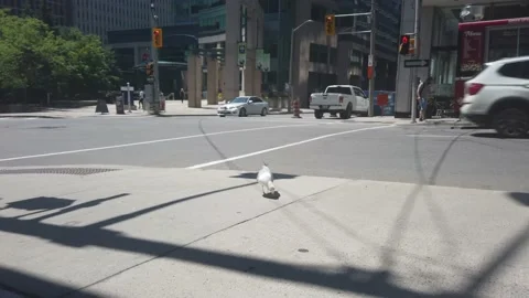 Single seagull 4K Stock Footage 134583093