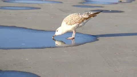 A single seagull is drinking water from small puddle Stock Footage 152543810